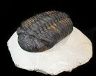 Detailed Morocops Trilobite - Morocco #43461-1